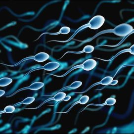اجزای اسپرم چیست؟