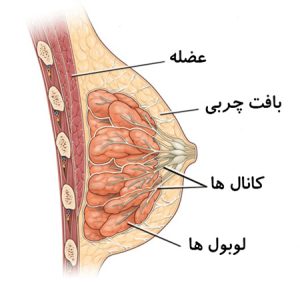 بزرگ کردن سینه به روش طبیعی: راهکارهای مؤثر و بی‌خطر